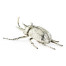 White Brass Five-Horned Rhinoceros Beetle