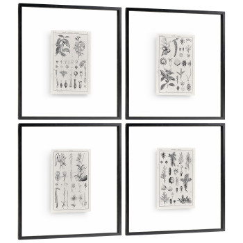 Botanica: The Art of Knowledge - Set of 4